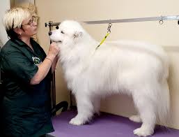 Dog Grooming – The Many Different Services That Can Be Done