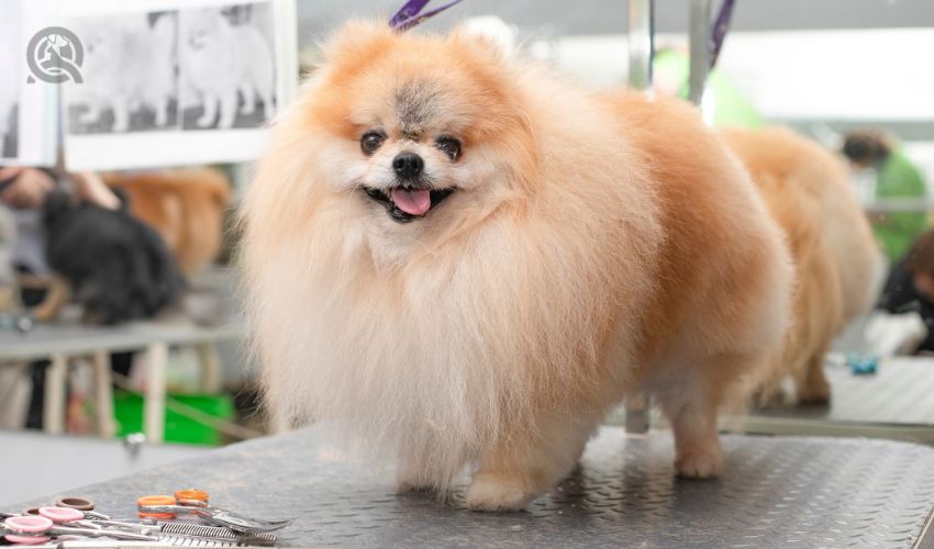 Pomeranian on grooming table before hair cut