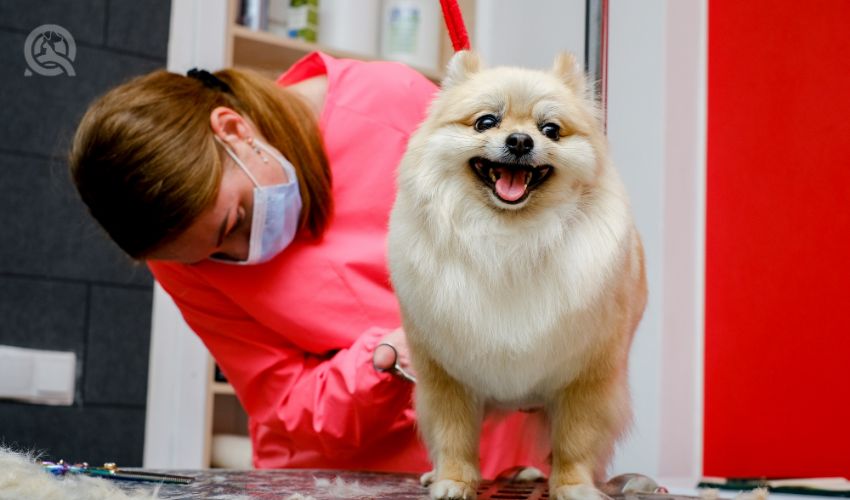 Becoming a dog groomer article, June 18 2021, 2nd in-post image, groomer trimming Pomeranian's backside
