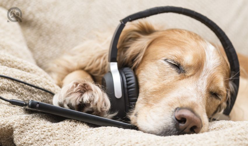 Relaxed, sleeping dog listening to music through headphones