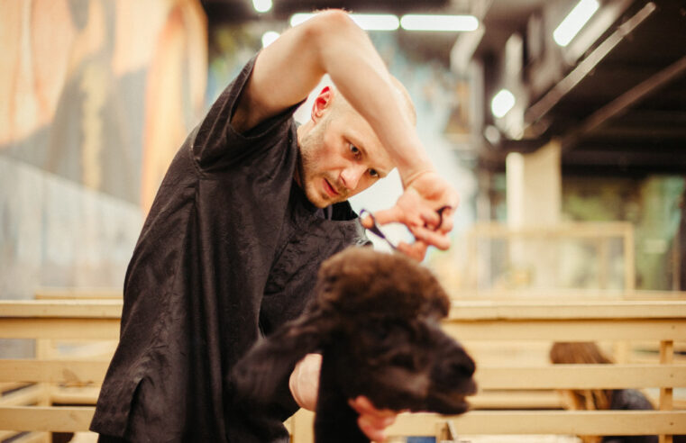 5 Reasons Why Professional Training Will Boost Your Dog Groomer Salary