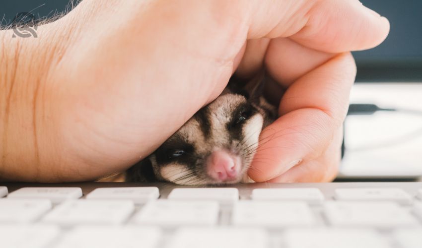 Curious Sugar Glider pet on keyboard with hand grabing.