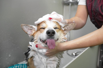 How to Choose the Best Dog Grooming Products